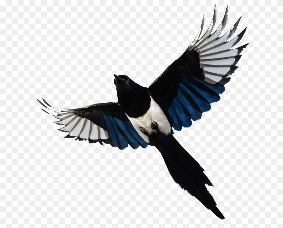 A Photo Of A Magpie Flying Photograph, Animal, Bird, Jay Png Image