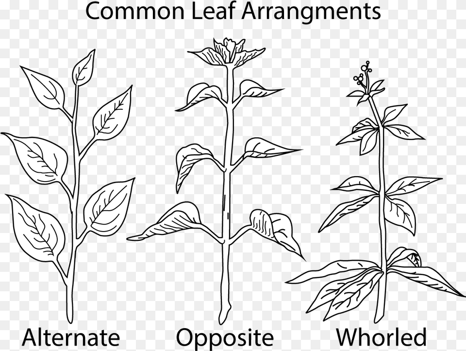 A Picture Of Different Types Of Leaf Leaf Arrangement, Art, Plant, Stencil, Drawing Png Image