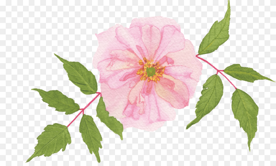 A Pink Rose Example Skillshare Projects Rosa Gallica, Flower, Leaf, Plant, Hibiscus Free Transparent Png