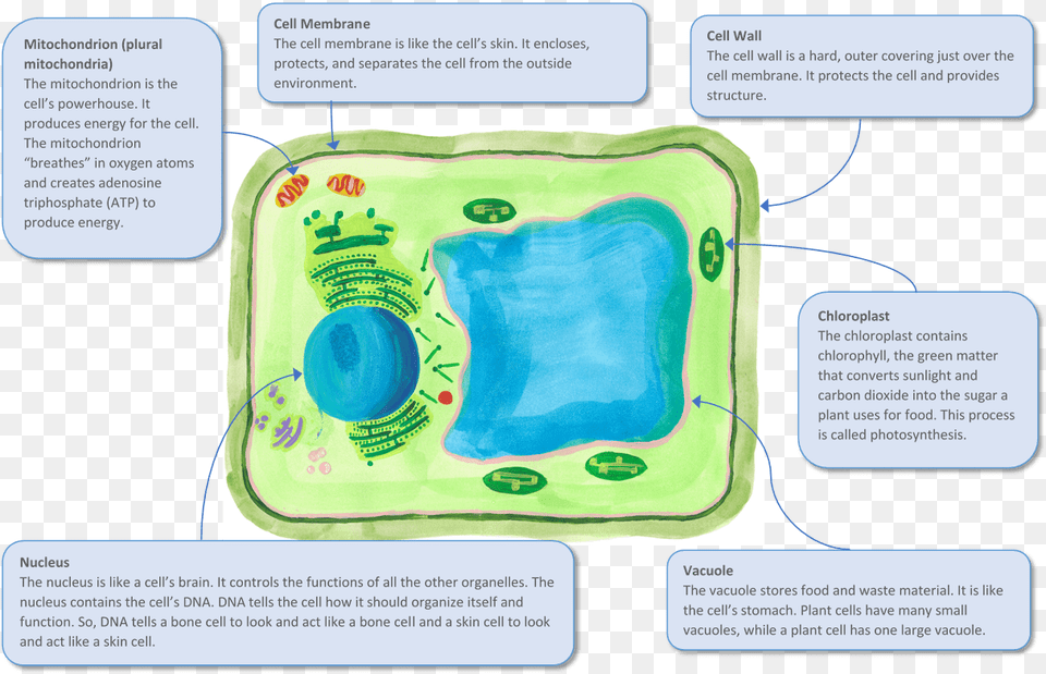A Plant Cell And Some Of Its Key Organelles Free Transparent Png