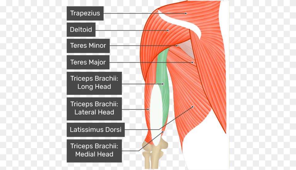 A Posterior View Of The Upper Arm And Shoulder Showing Lateral Head Of The Triceps Brachii, Body Part, Face, Neck, Person Png Image