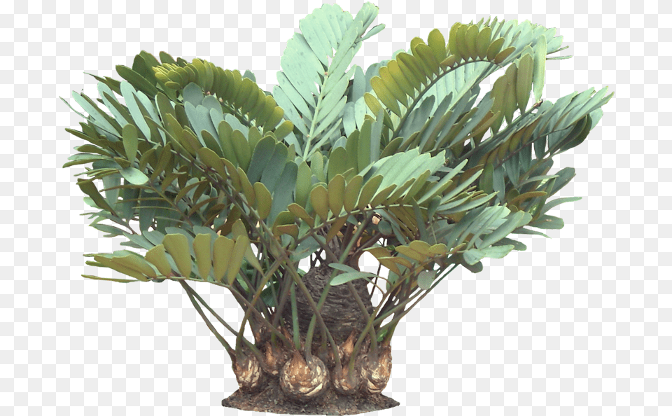 A Potted Trpoical Plant Tropical Pot Plant, Leaf, Palm Tree, Tree, Potted Plant Free Png