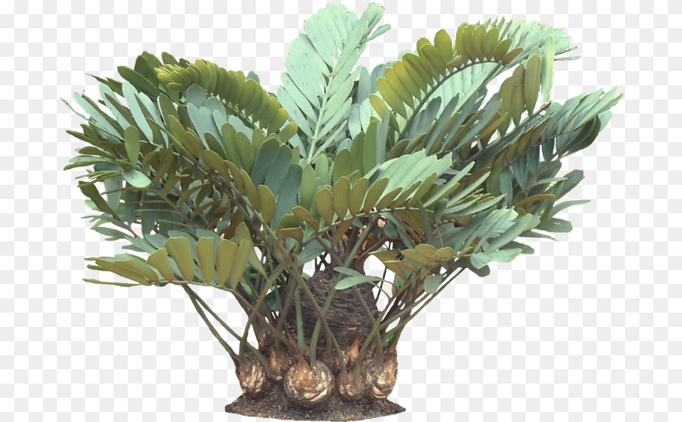 A Potted Trpoical Plant Zamia Plant, Leaf, Palm Tree, Tree, Potted Plant Free Png