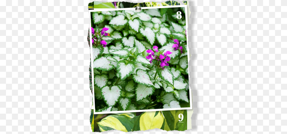 A Pretty Ground Cover Latium Grows In Pacific Bleeding Heart, Flower, Geranium, Herbal, Herbs Free Png