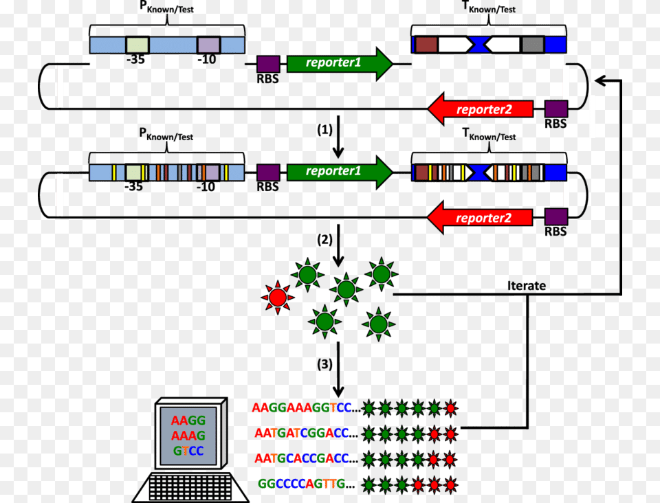 A Procedure To Generate Promoter And Terminator Libraries Promoter Free Transparent Png