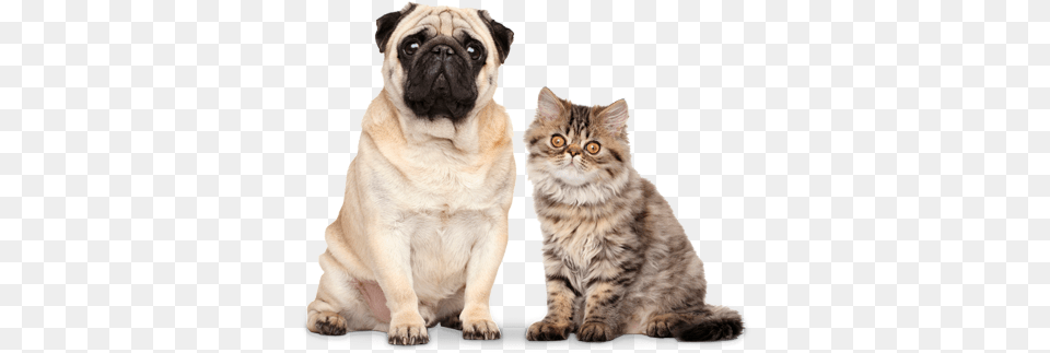 A Pug Dog And A Tabby Cat National Geographic Magazine Inside Animal Minds, Canine, Mammal, Pet Png