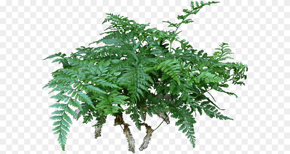 A Rabbit S Foot Fern Is A Lovely Compact Fern That Rabbit39s Foot Fern, Plant Free Png Download
