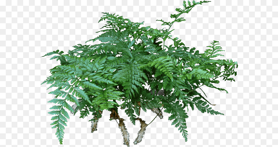 A Rabbitu0027s Foot Fern Is Lovely Compact That Never Tree, Plant Free Png Download