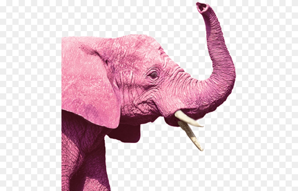 A Ranking Of All Six Lgbt Republican Swag Items That Photography, Animal, Elephant, Mammal, Wildlife Png Image