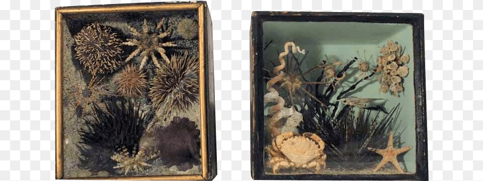 A Rare Pair Of 19th Taxidermy Ocean Dioramas Picture Frame, Art, Painting Free Transparent Png