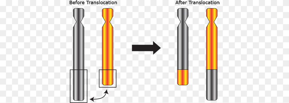 A Reciprocal Translocation Means That Two Chromosomes Chromosomal Translocation, Oars Png