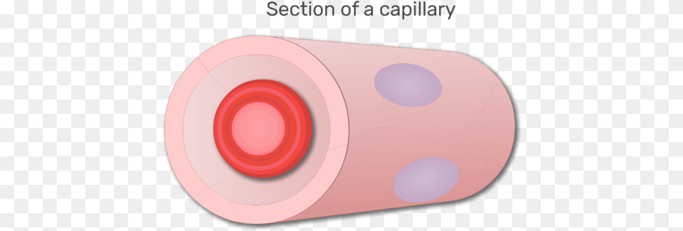 A Red Blood Cell In A Section Of Capillary Animation Circle, Disk, Paper Png Image