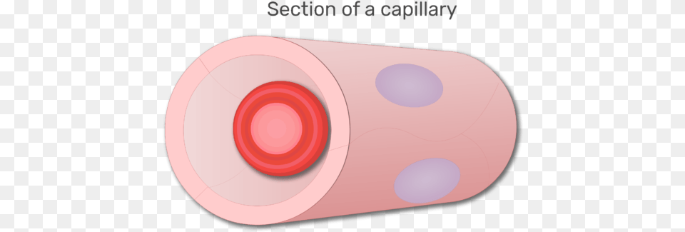 A Red Blood Cell In A Section Of Capillary Animation Circle, Disk Png