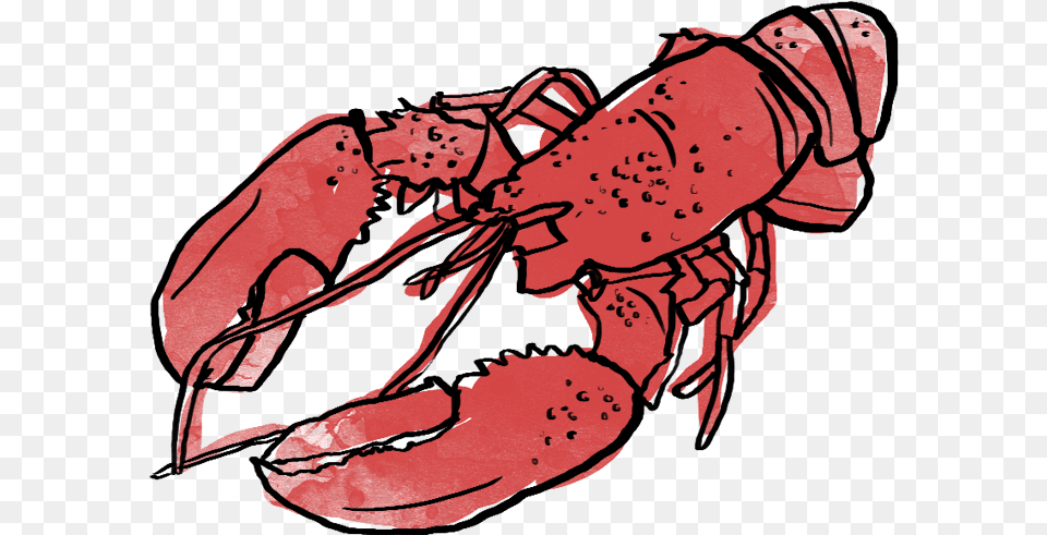 A Red Lobster Illustration Karachi, Animal, Food, Invertebrate, Sea Life Png
