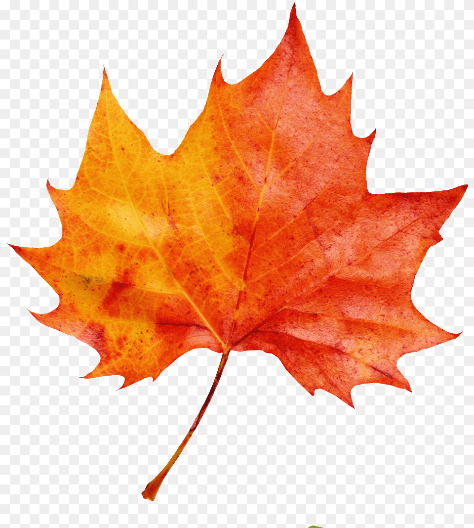 A Red Maple Leaf Transparent Decorative Watercolor Fall Leaf Transparent Background, Plant, Tree, Maple Leaf Png Image