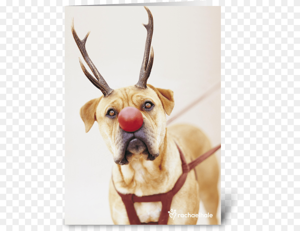 A Red Nose Will Get You Everywhere Greeting Card, Animal, Canine, Dog, Mammal Free Png Download