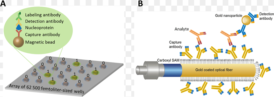 A Representation Of An Antibody Based Sandwich Assay Diagram, Chart, Plot, Dynamite, Text Free Transparent Png