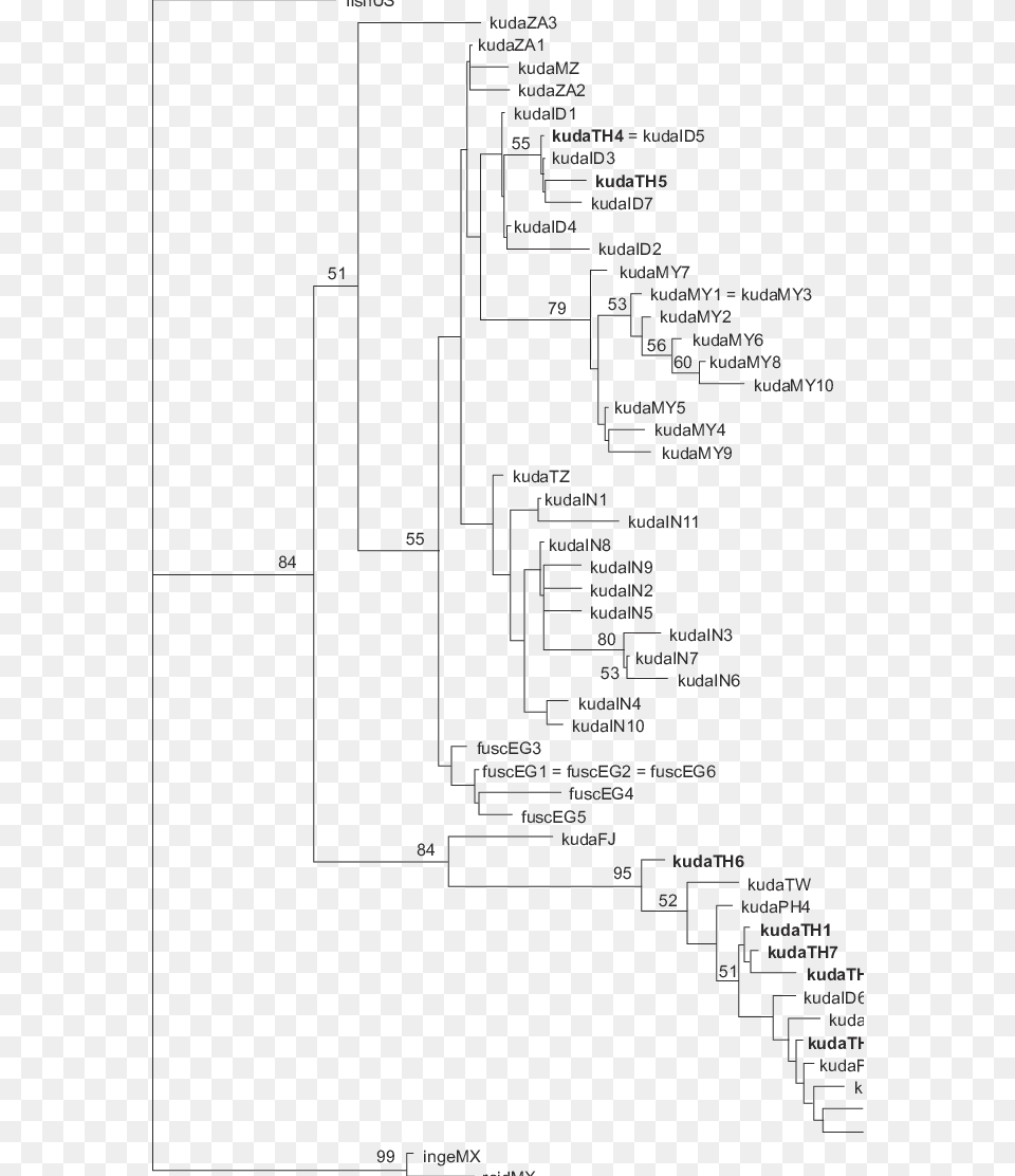 A Representative Neighbor Joining Tree Based On The Diagram, Uml Diagram Png