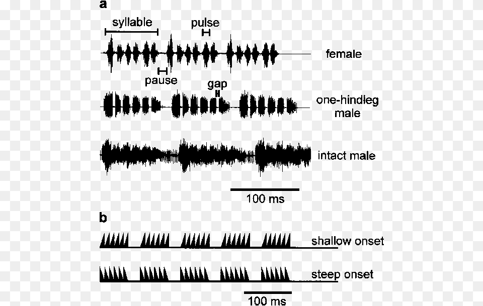 A Representative Segments From Female And Male Songs Pattern, Text, Person Free Transparent Png