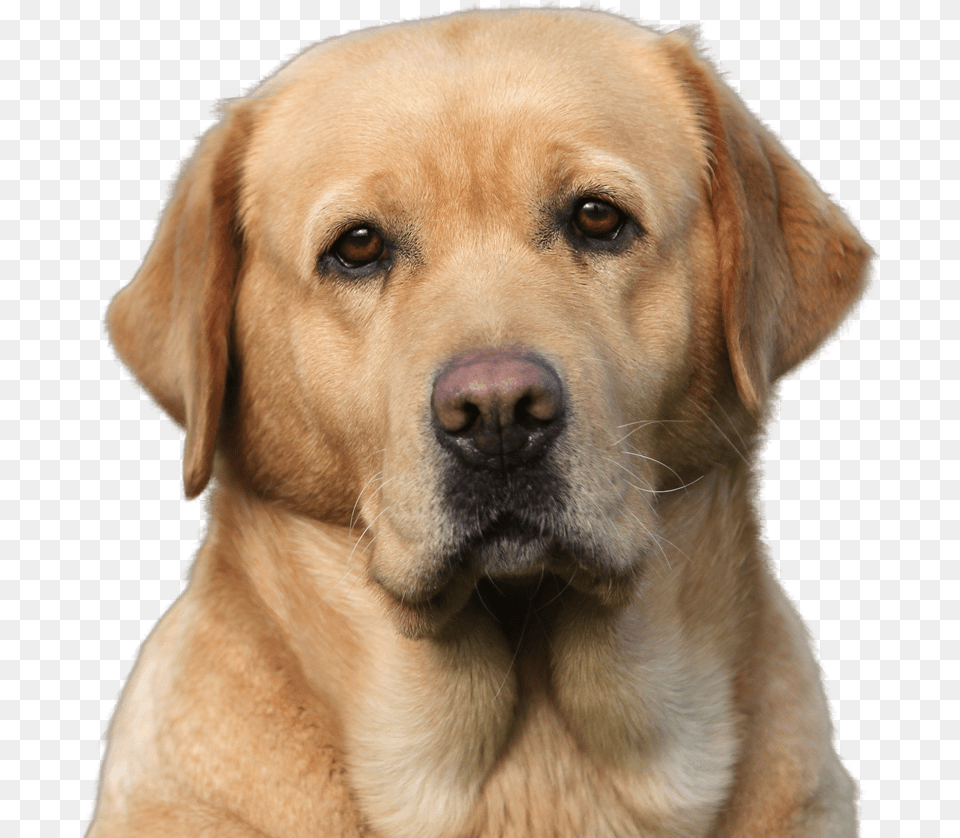 A Rescue Dog Apple Head Lab Dog, Animal, Canine, Labrador Retriever, Mammal Png Image