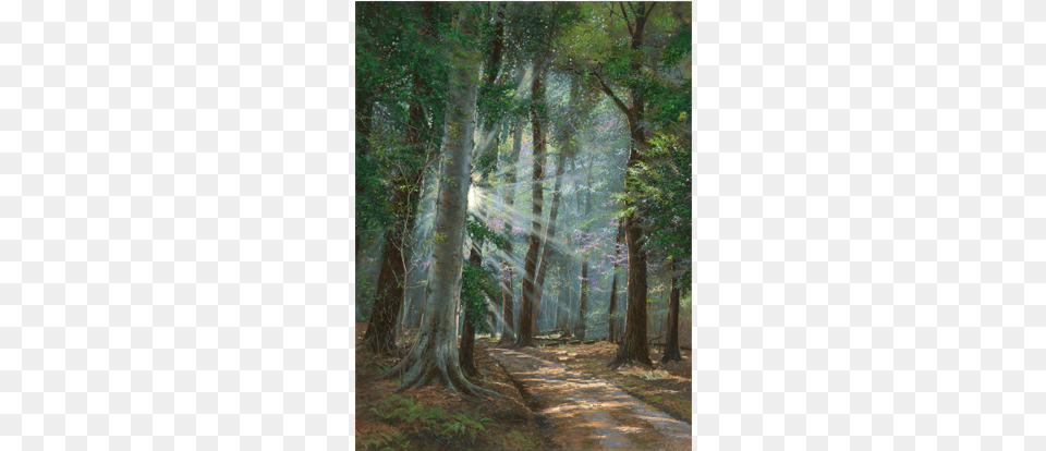 A Road Less Traveled Spruce Fir Forest, Grove, Vegetation, Tree Trunk, Tree Png