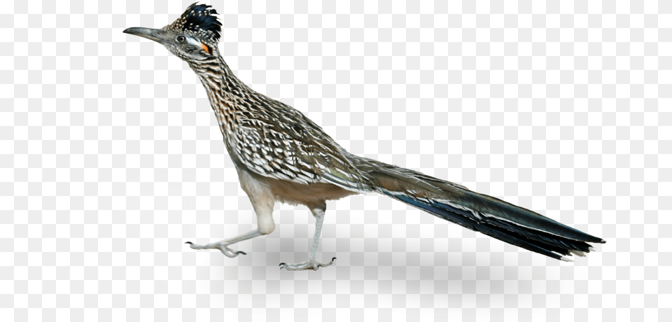 A Roadrunner Is A Native Bird To Phoenix Arizona Road Runner Bird, Animal, Beak Png