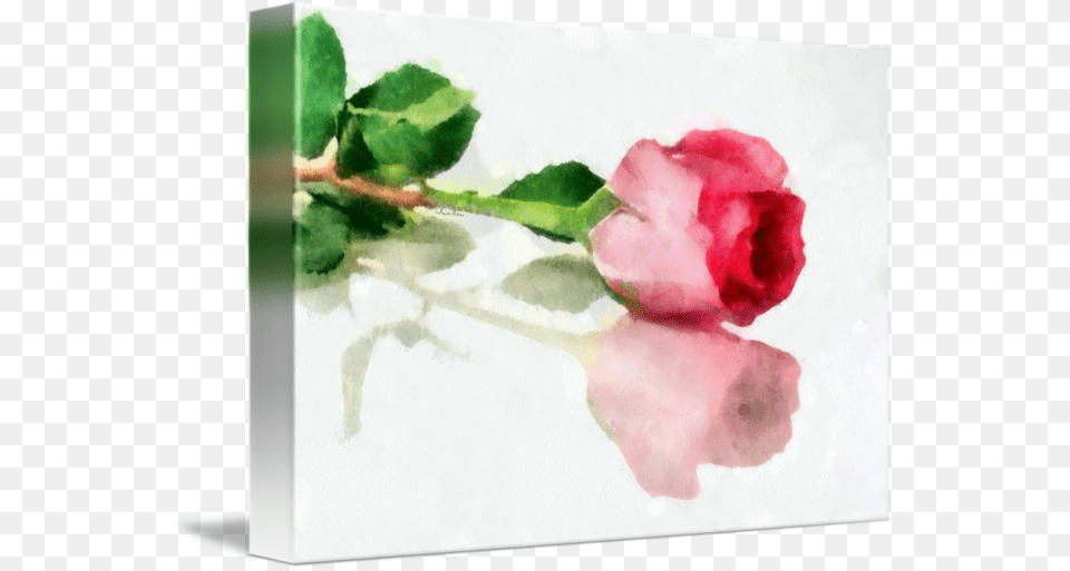 A Rose Is A Rose By Brush Amp Lens Print Rose, Bud, Flower, Petal, Plant Free Png