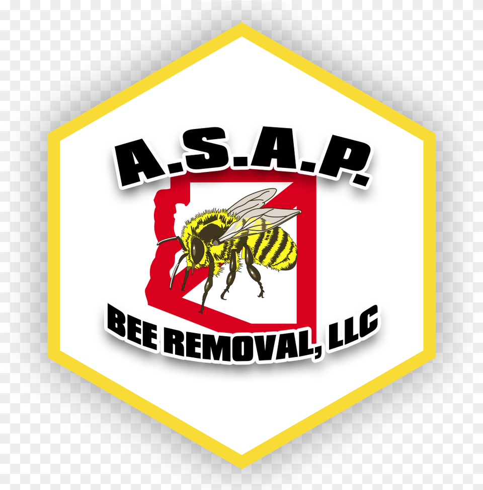 A S A P Bee Removal Az Phoenix Bees In Mulberry Tree, Animal, Honey Bee, Insect, Invertebrate Png Image