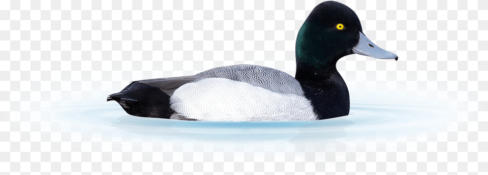 A Scaup Duck Isolated From Background Sitting On Water Greater Scaup Png