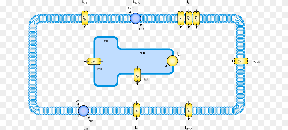 A Schematic Diagram Of The Cell Model Calcium, Blackboard Png