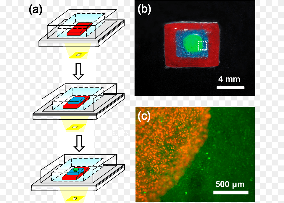 A Schematic Diagrams Of Performing Multiplexed Micropatterning Three Dimensional Cell Encapsulation, Outdoors Free Png