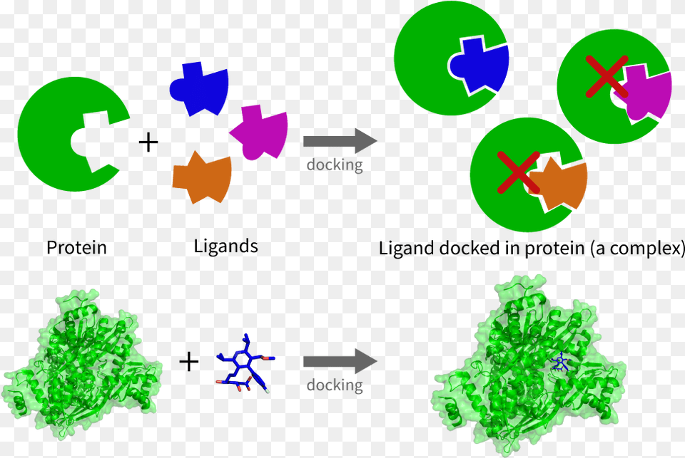 A Schematic Version Of The Docking Procedure Between Protein Drug Discovery, Symbol, Purple Free Transparent Png