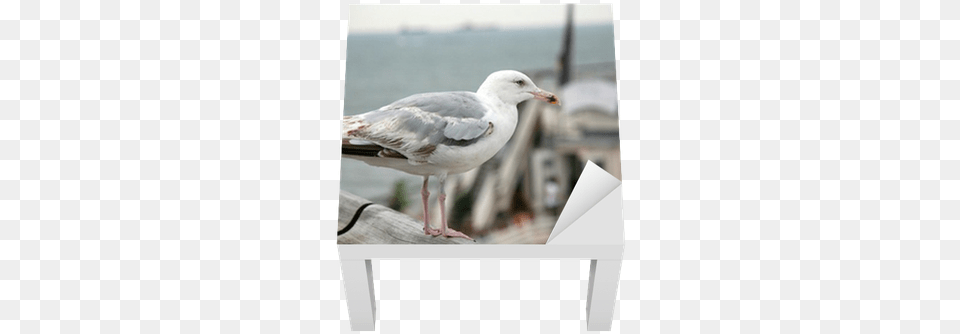 A Seagull Near The Beach Of Scheveningen Lack Table Beach, Animal, Beak, Bird, Waterfowl Png