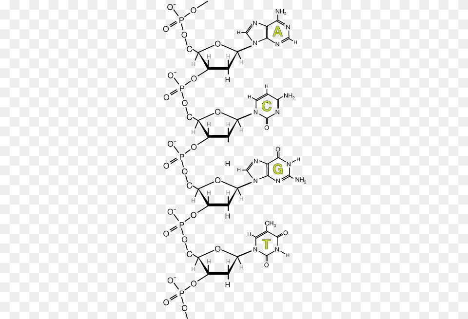 A Short Dna Strand The Top Is The 539 End Nucleotide Chain, Accessories, Jewelry, Necklace Free Png Download