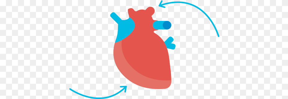 A Simple Guide To Heart Failure Hf Itu0027s Causes And Clip Art, Animal, Bear, Mammal, Wildlife Free Transparent Png