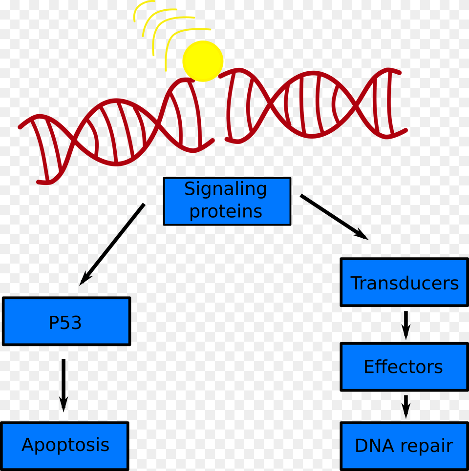 A Simple Schematic Of The Dna Damage Response To A Stock Illustration, Text Free Png