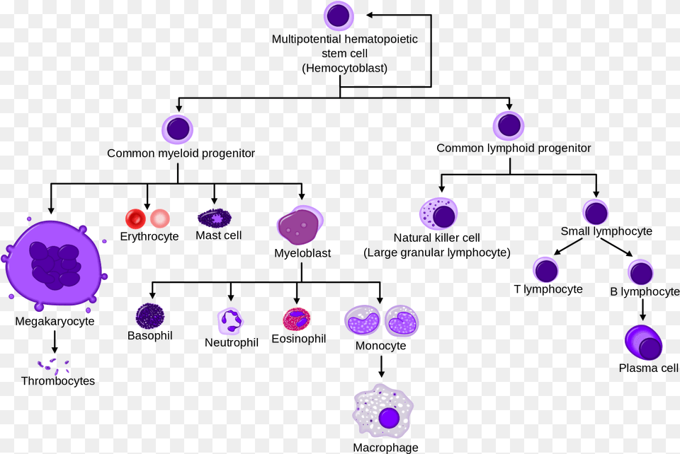 A Simplified Overview Of Normal Human Hematopoiesis Diagrama De La Hematopoyesis, Purple, Stain, Astronomy, Moon Png