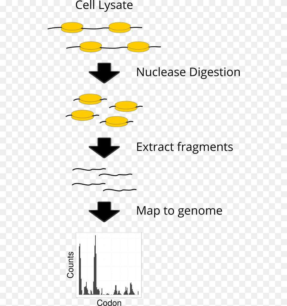 A Simplified Schematic Of Ribosome Profiling Ribosome Occupancy Profiling, Lighting, Light, Traffic Light Free Png