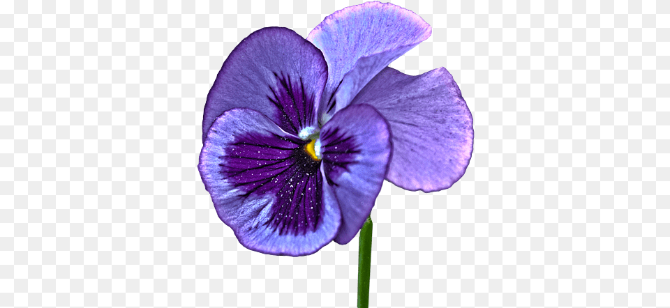 A Single Purple Pansy Shirt Pansy Transparent Background, Flower, Geranium, Plant Png Image