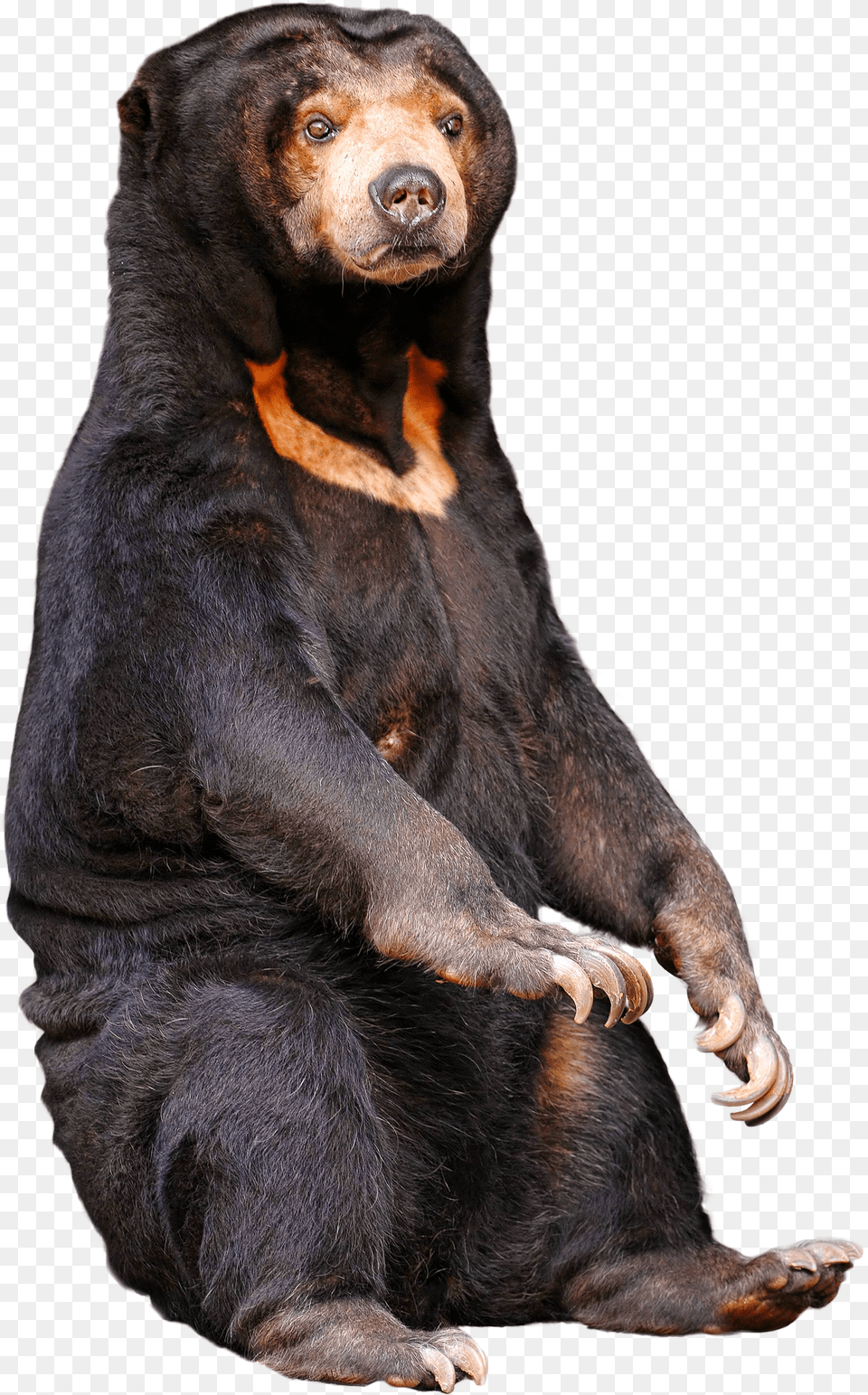 A Sitting Sun Bear 1529 X 2458 Starving Bears In Zoo, Animal, Mammal, Wildlife, Black Bear Png Image