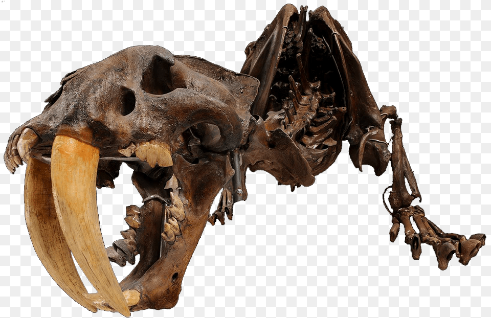 A Skeleton Of A Smilodon Skeleton Free Png Download