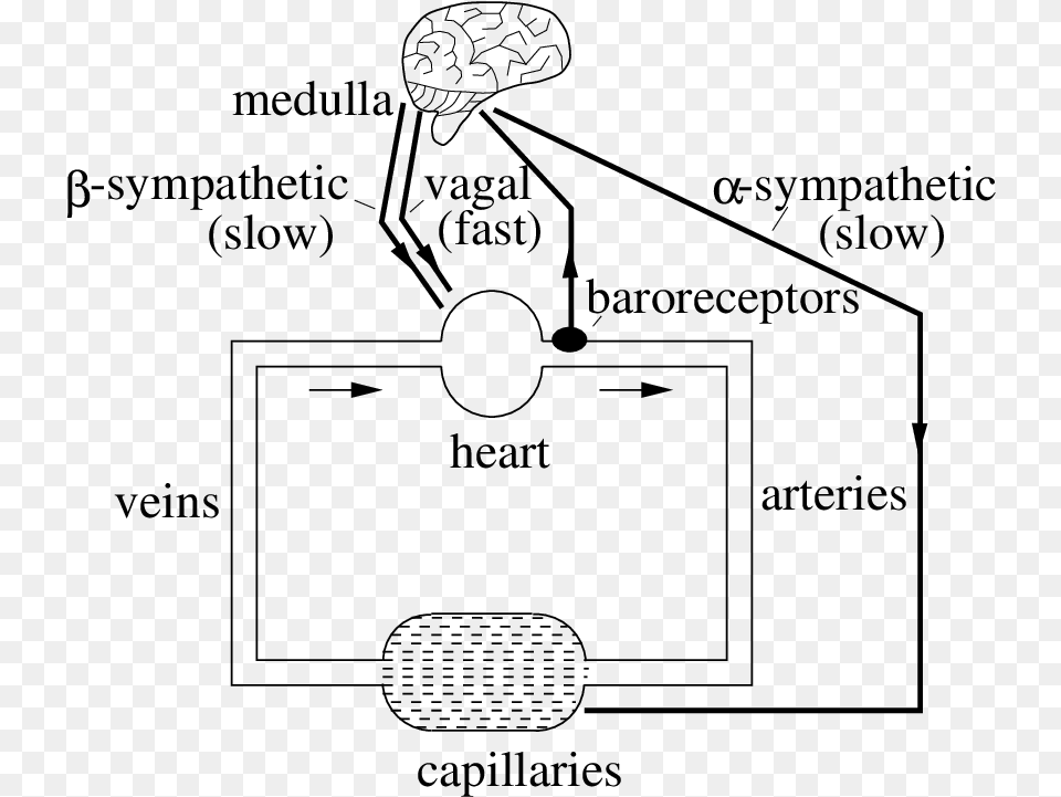 A Sketch Of The Short Term Baroreflex Cardiac Control Baroreflex, Gray Free Transparent Png