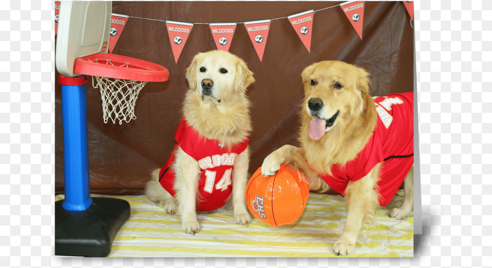 A Slam Dunk Birthday Greeting Card, Animal, Canine, Dog, Golden Retriever Free Png Download