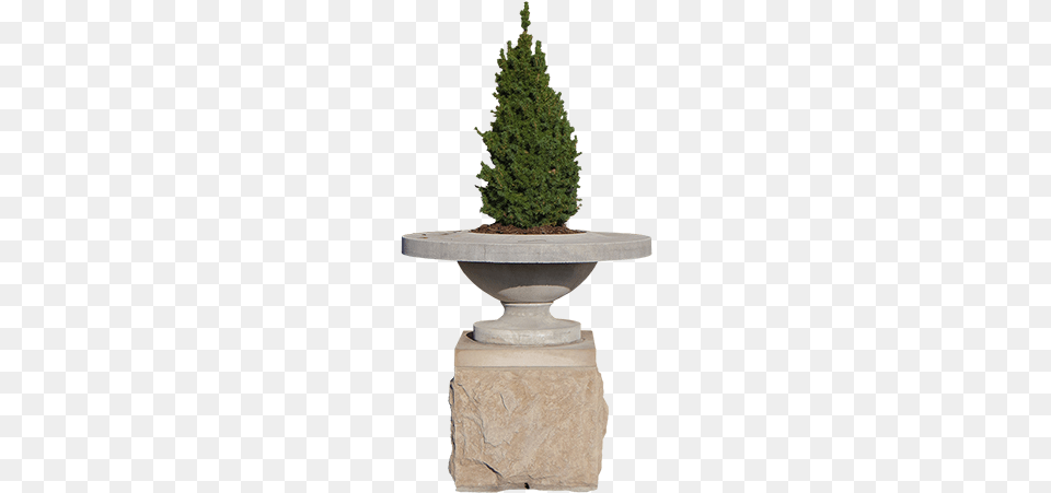A Small Evergreen In A Planter That Looks Like It Wants Christmas Tree, Conifer, Pottery, Potted Plant, Plant Png