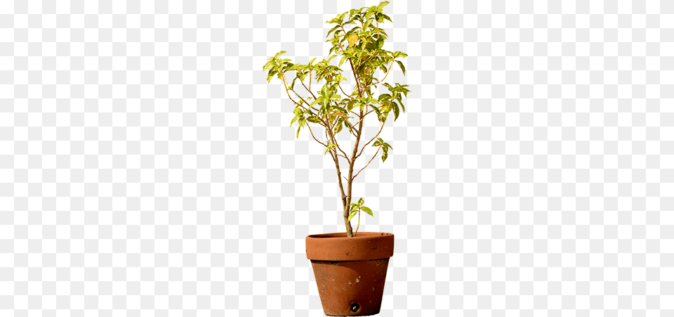 A Small Tree That39s Been Planted In A Clay Pot And Clay, Cookware, Leaf, Plant, Potted Plant Free Png