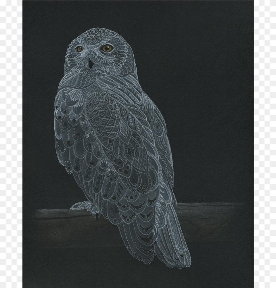 A Snowy Owl In Colored Pencil Pastel And Gouache Watercolor Painting, Art, Animal, Bird, Drawing Png