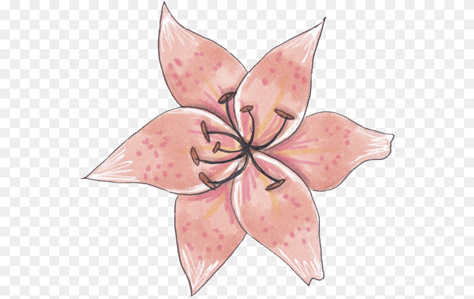 A Specimen Flower Bromelia, Plant, Lily, Anther, Petal Free Transparent Png
