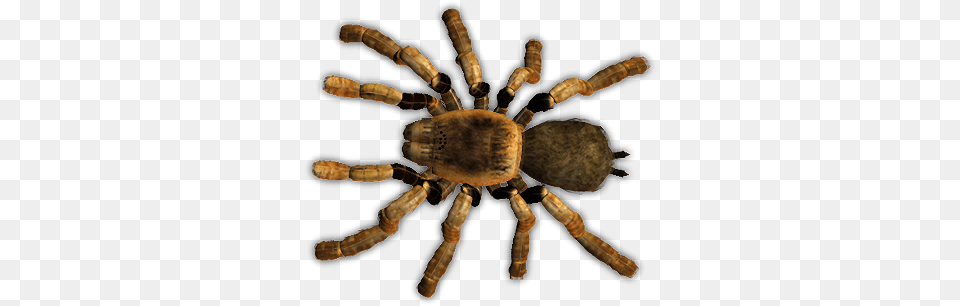 A Spider Tarantula Poison, Animal, Invertebrate, Insect Free Png