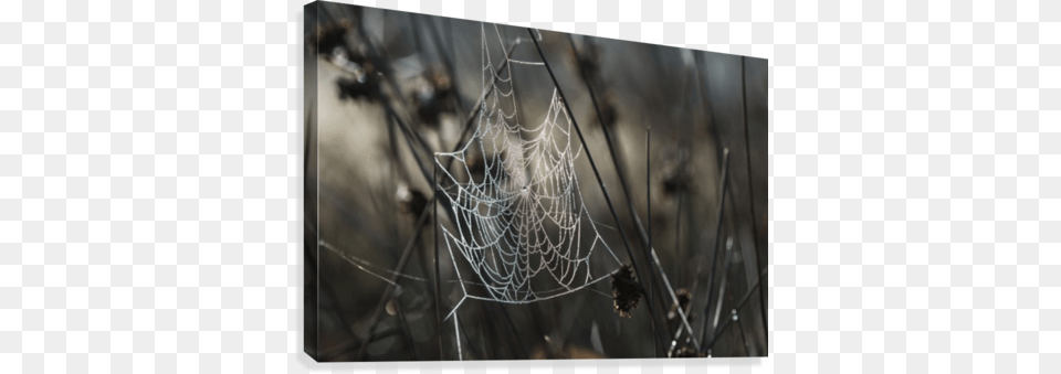 A Spider39s Web Collects Dew On A Summer Morning Posterazzi A Spiders Web Collects Dew On A Summer Morning, Spider Web Free Transparent Png