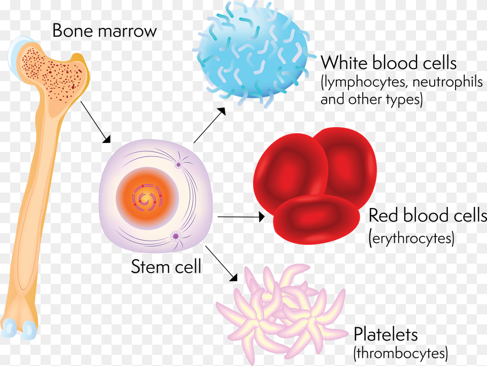 A Stem Cell And The Blood Cells It Can Produce Clipart Of Bone Marrow, Cutlery, Spoon Png Image